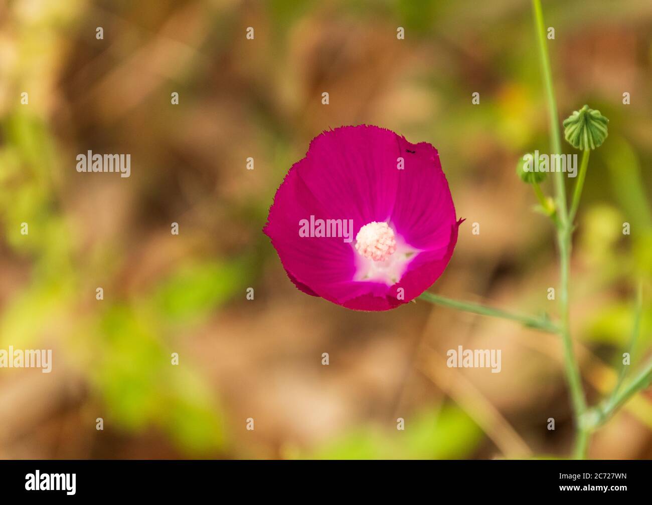 Nahaufnahme einer violetten Winecup Wildblume mit einer Ameise darauf Stockfoto