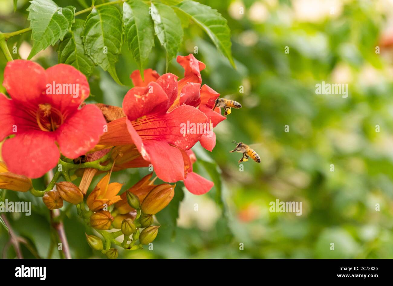 Nahaufnahme von zwei Bienen, die in Richtung orangefarbener Trompetenbärenblumen fliegen Stockfoto