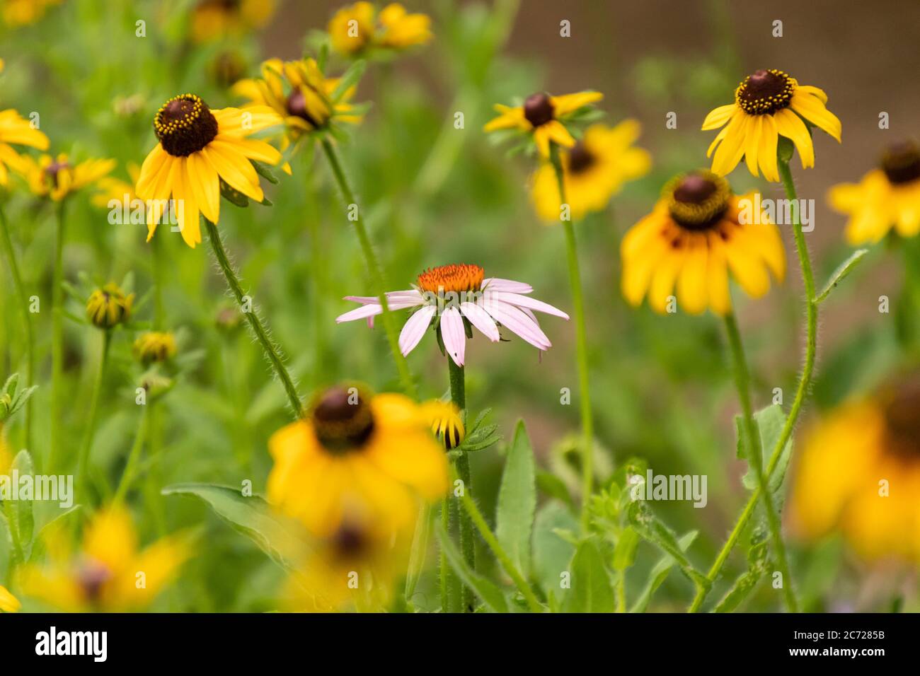 Nahaufnahme einer purpurnen Kegelblume, umgeben von gelben Black-Eyed Susan Wildblumen Stockfoto