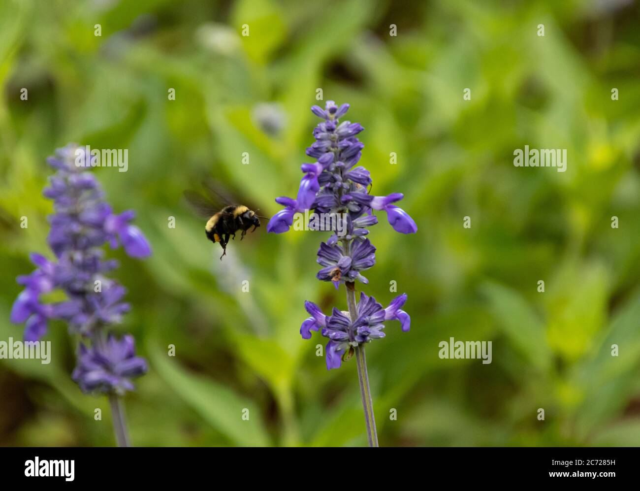 Nahaufnahme einer Bumble Bee, die an einer lila Blume mit grünem Hintergrund fliegt Stockfoto