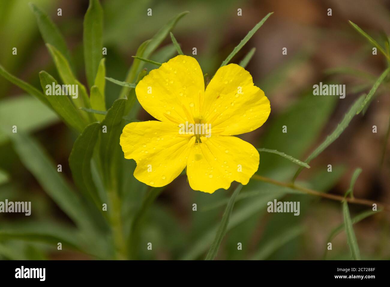 Nahaufnahme einer einzigen gelben Quadratisch-Primrose Wildblume mit Wassertropfen darauf Stockfoto