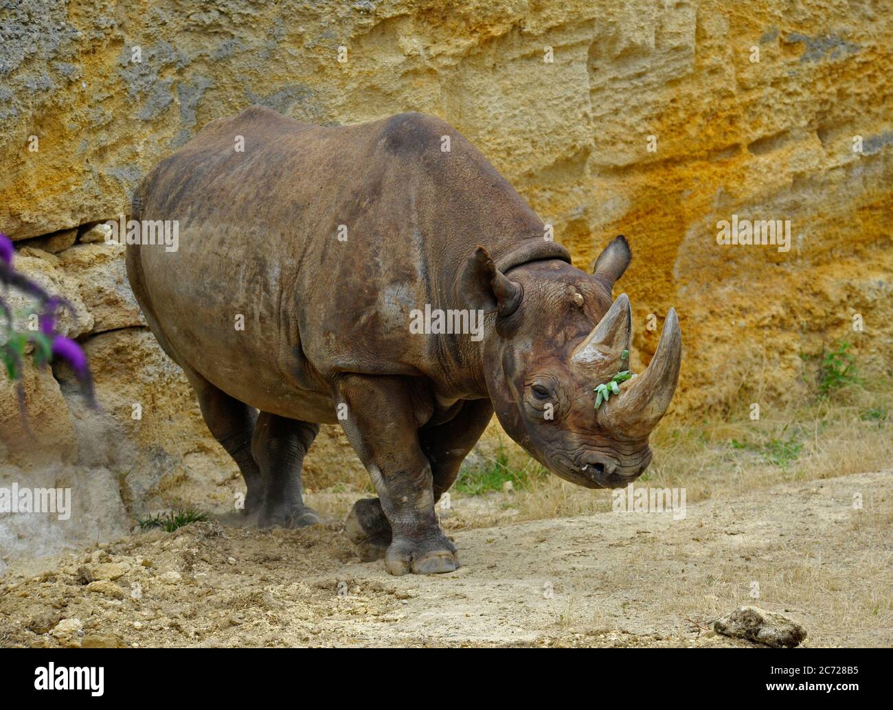 Schwarzes Nashorn Stockfoto