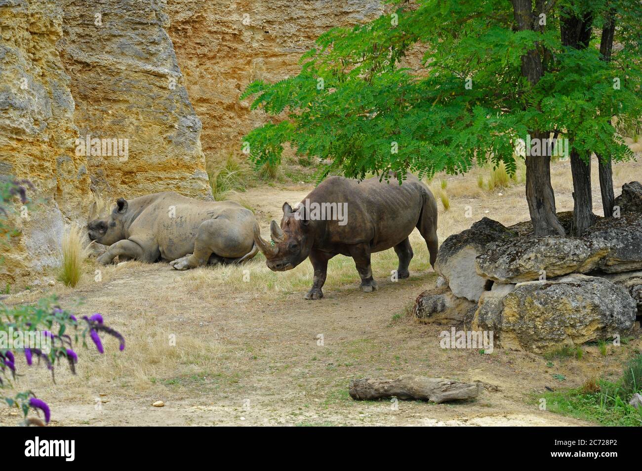 Schwarzes Nashorn Stockfoto