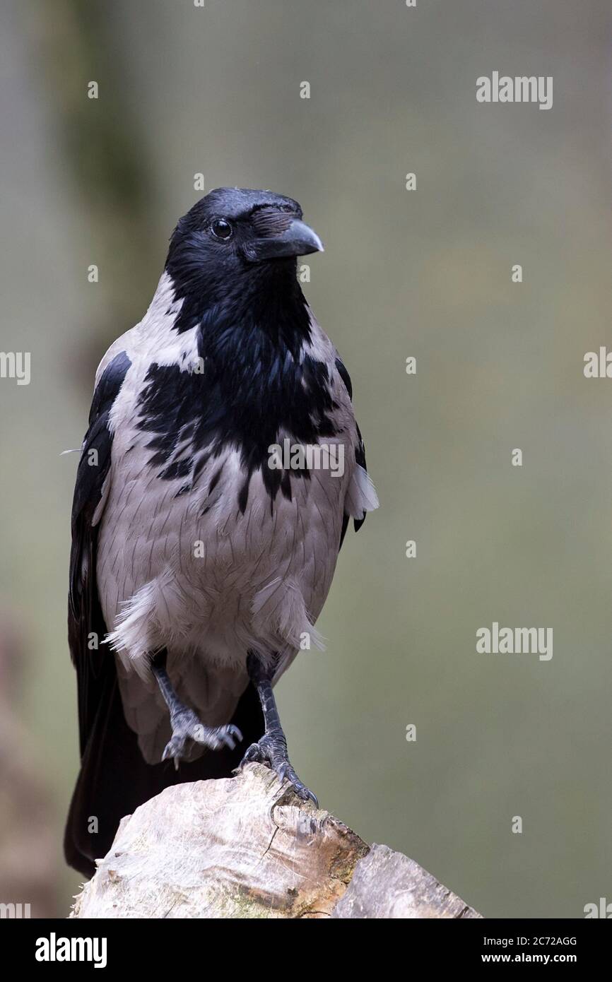 Mit Kapuze Krähe in freier Wildbahn Stockfoto