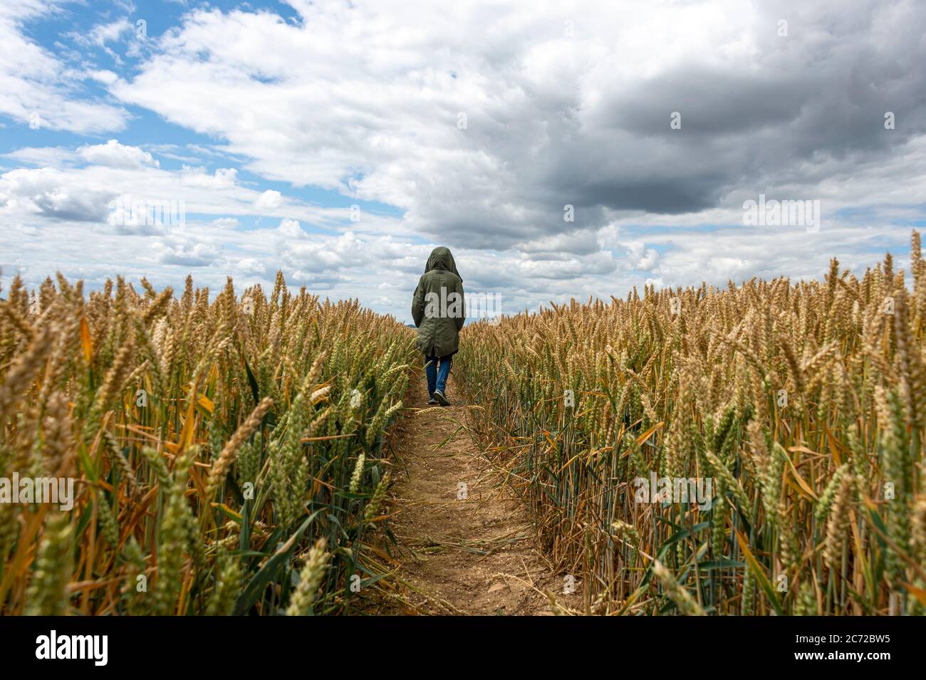 Rückansicht einer Person, die durch ein Weizenfeld geht. Dramatischer Himmel. Stockfoto