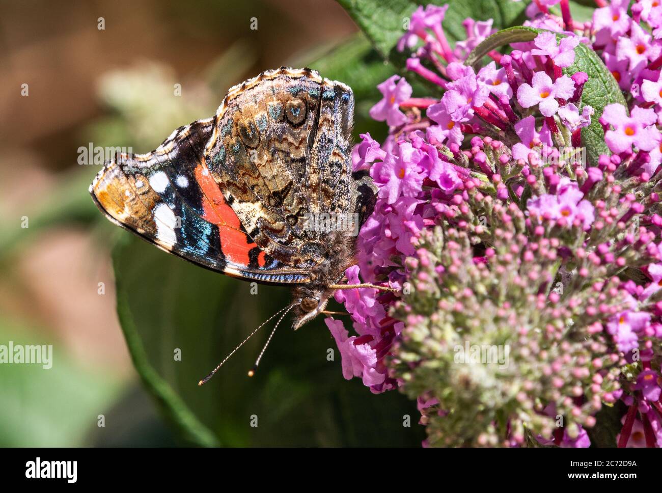 Roter Admiral Schmetterling auf Sommerflieder Flower Stockfoto
