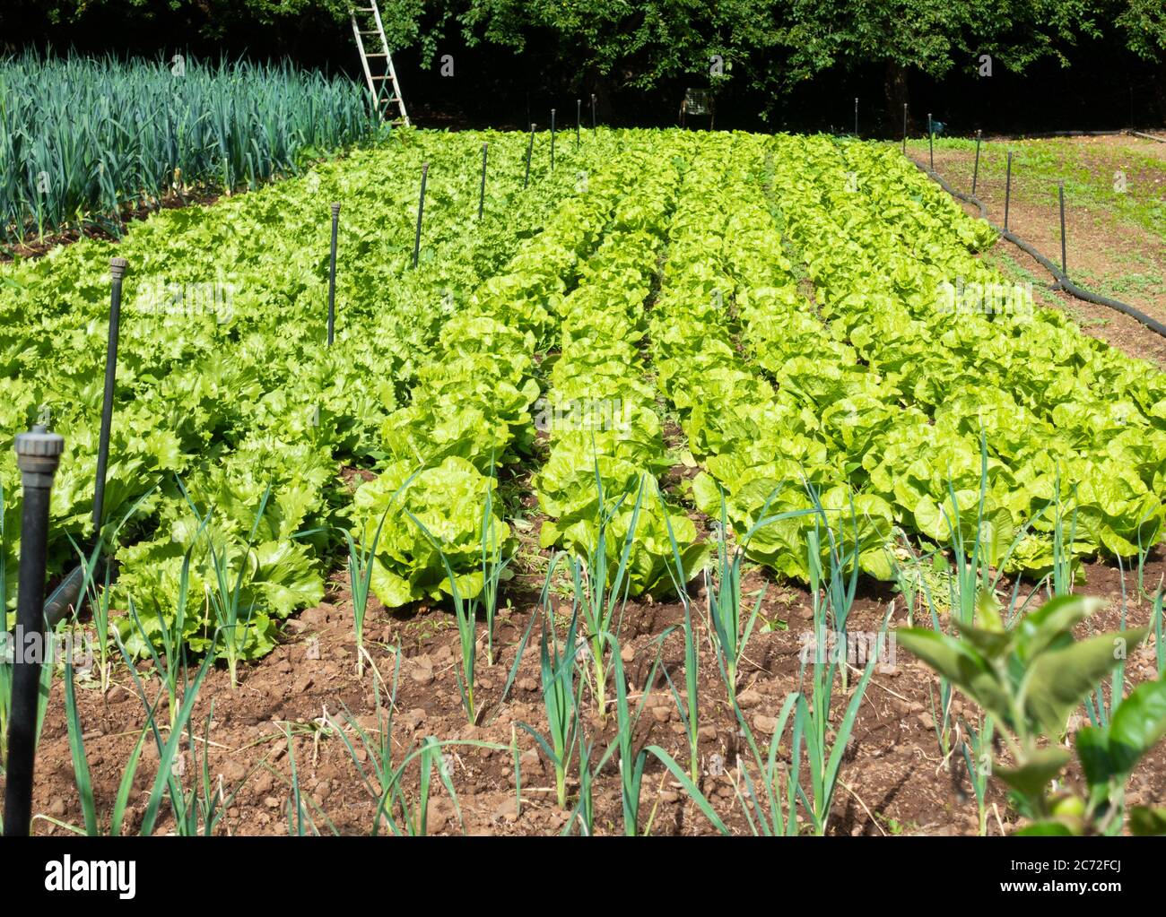 Salaternte, Salat, wächst in großen Zuteilung. Stockfoto
