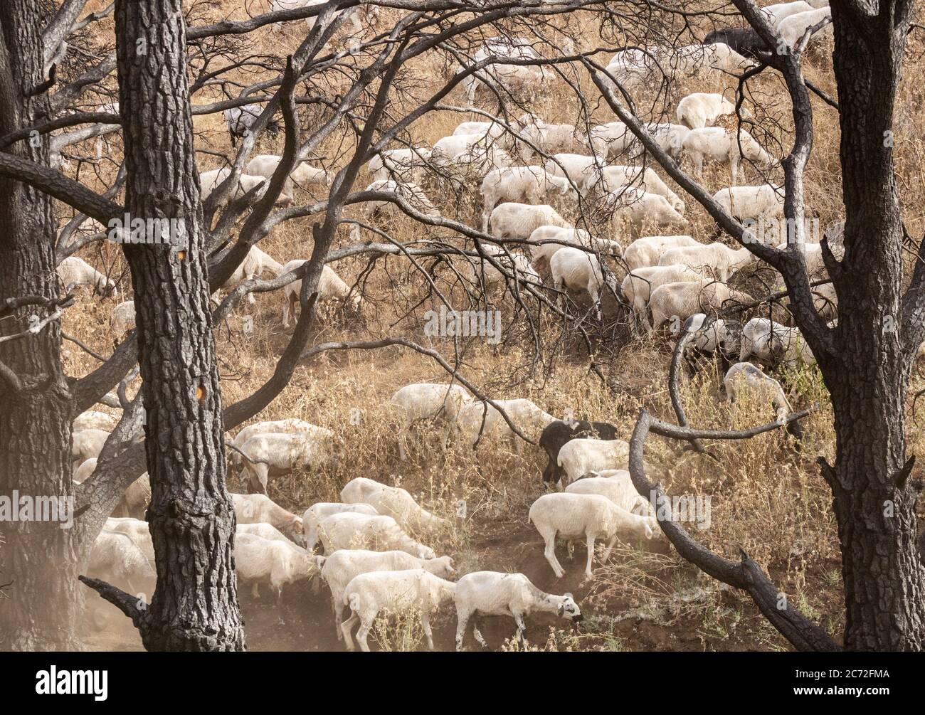 Waldbrand beschädigte Pinien auf Gran Canaria, Kanarische Inseln, Spanien Stockfoto
