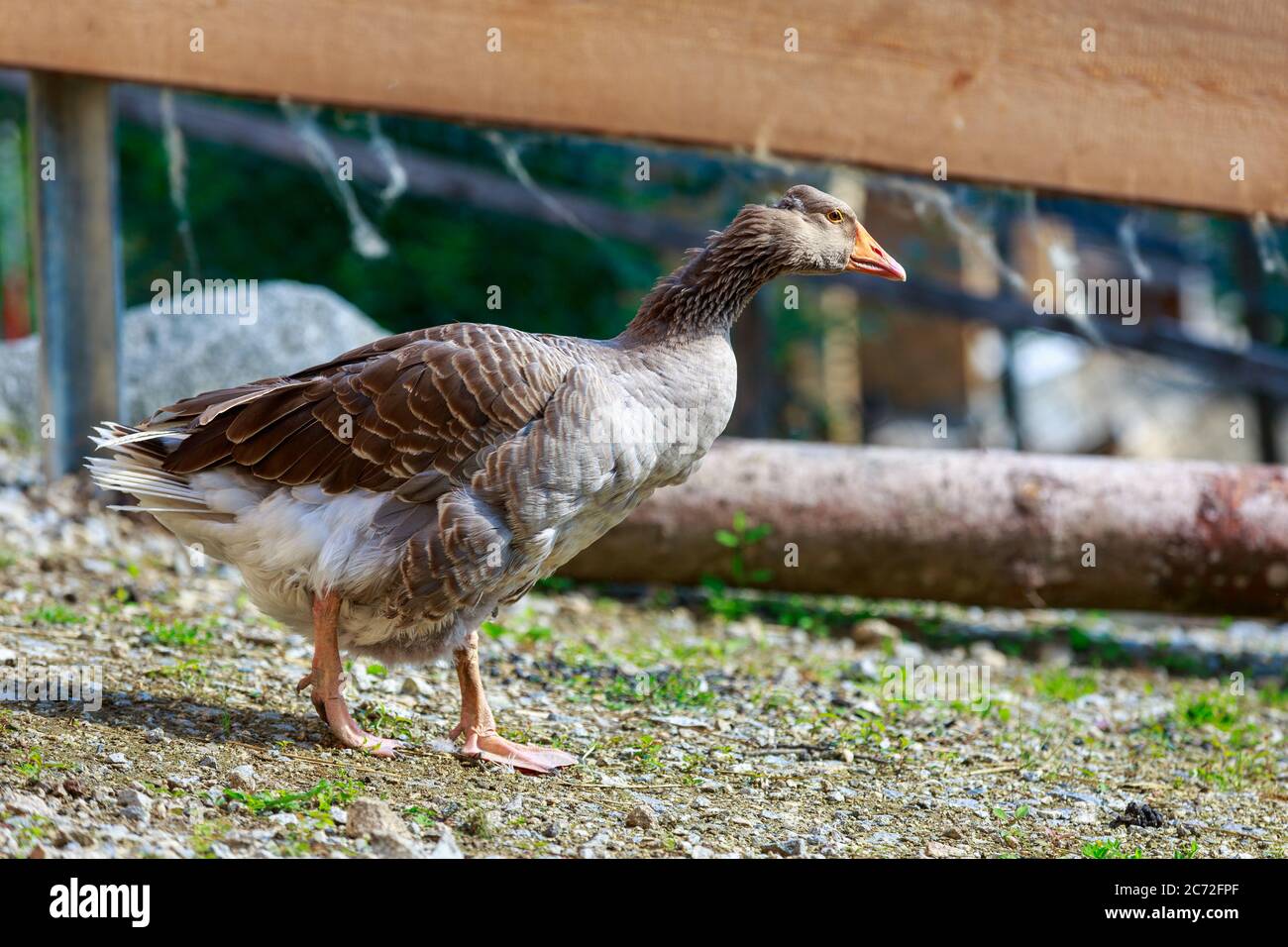 Ein niedliches Porträt einer deutschen Gans Stockfoto