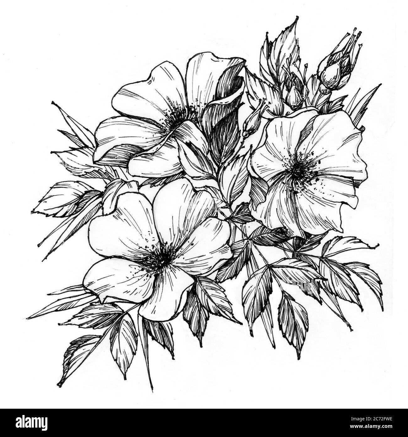 Tattoo Zweig der Blumen. Zweig der blühenden Rose Stockfoto