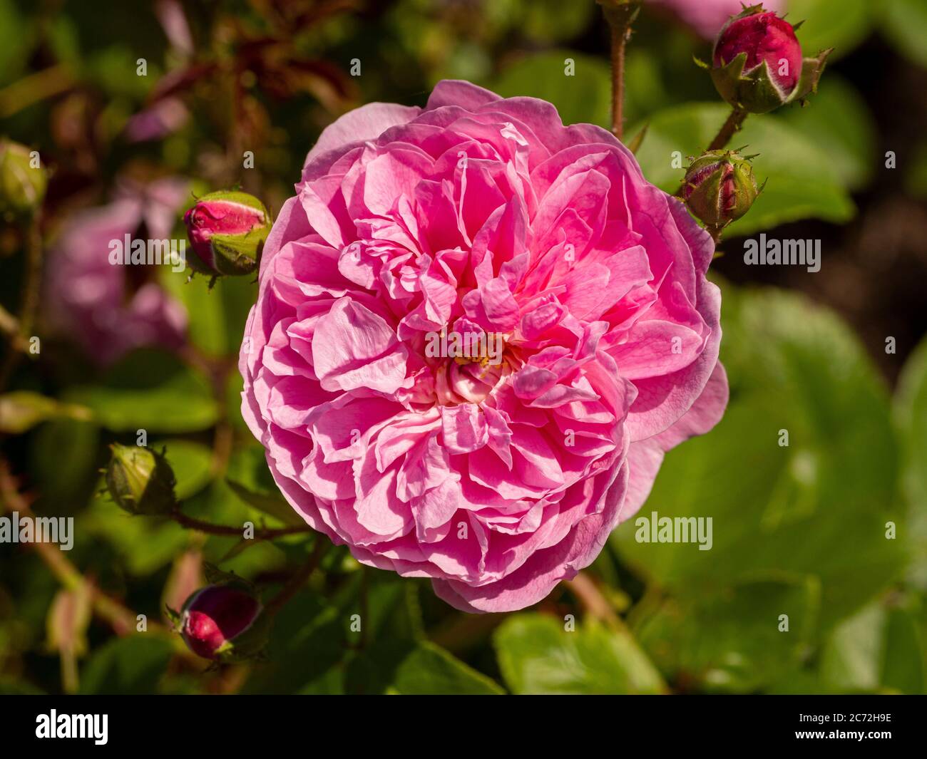 Rosa Rosa 'Harlow Carr', die in einem Garten wächst. Stockfoto