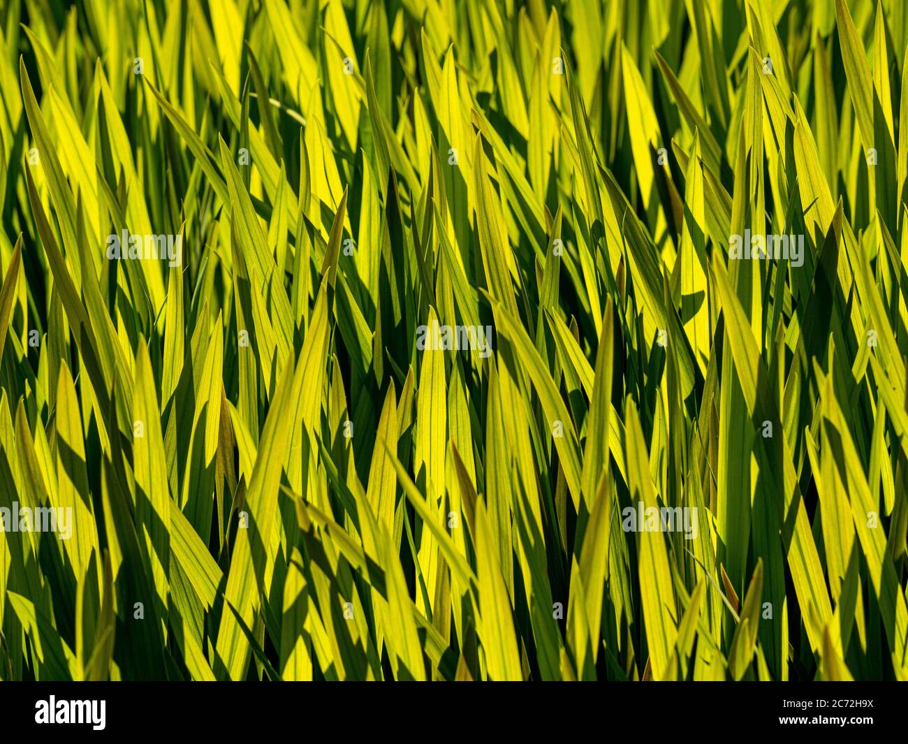 Nahaufnahme von hintergrundbeleuchtetem Ziergras, das in einem Garten wächst. Stockfoto