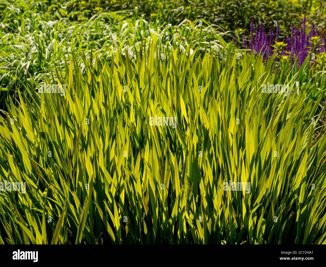 Nahaufnahme von hinterleuchteten Ziergras, die in einem Garten wachsen, mit lila Salvias im Hintergrund. Stockfoto