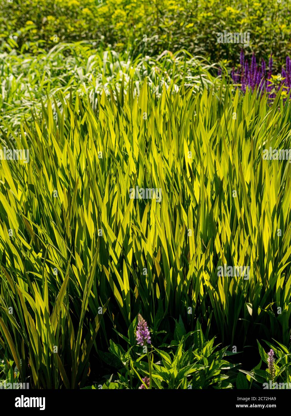 Nahaufnahme von hinterleuchteten Ziergras, die in einem Garten wachsen, mit lila Salvias im Hintergrund. Stockfoto