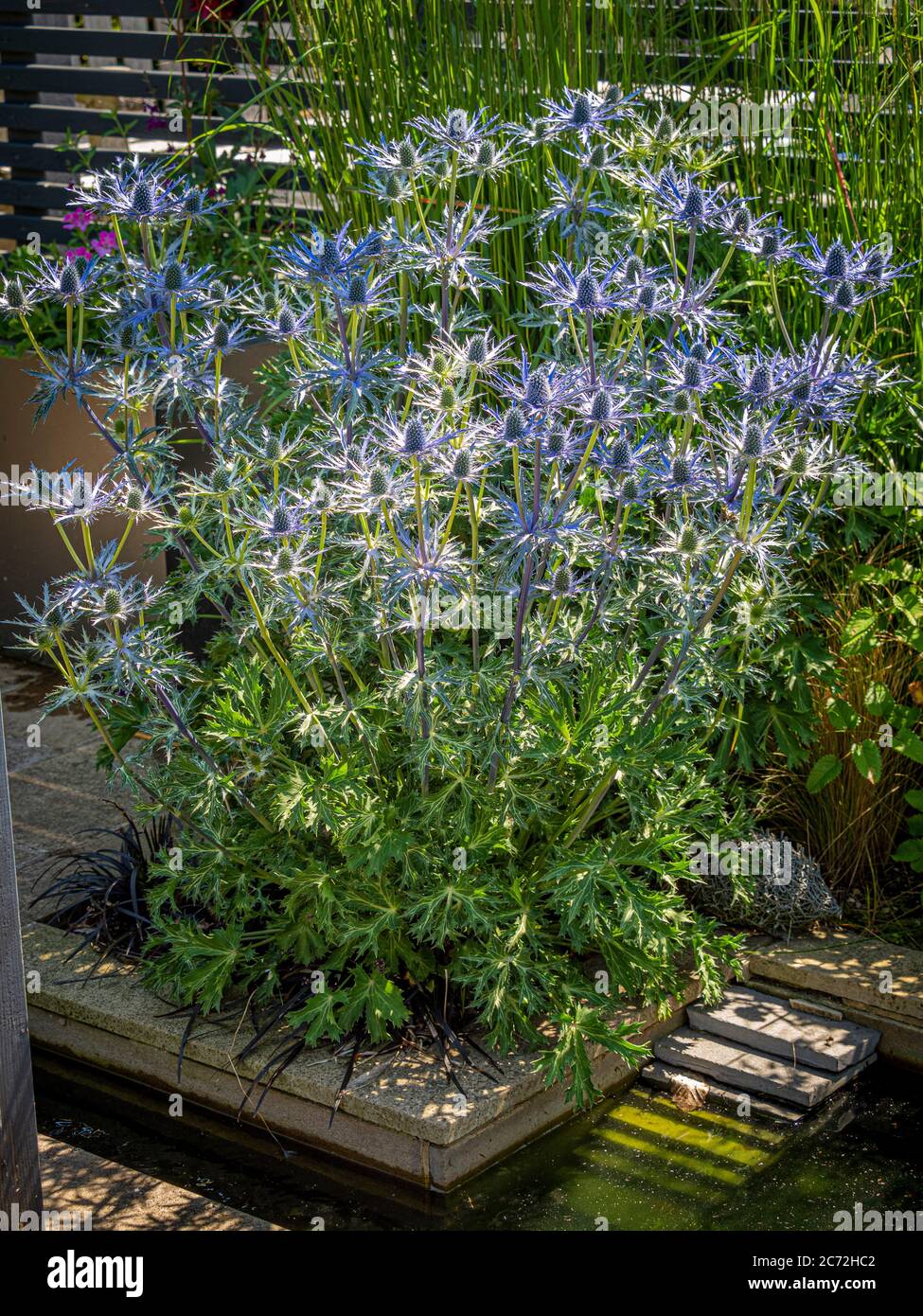 Spiky blaue Blumen von Eryngium wachsen in einem Garten. Stockfoto