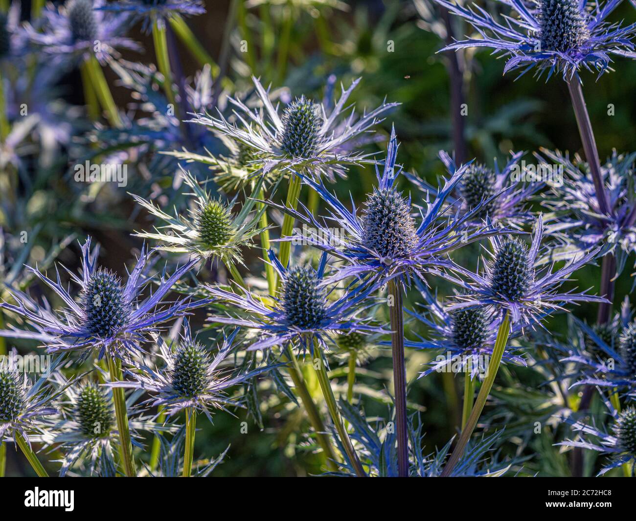 Spiky blaue Blumen von Eryngium wachsen in einem Garten. Stockfoto