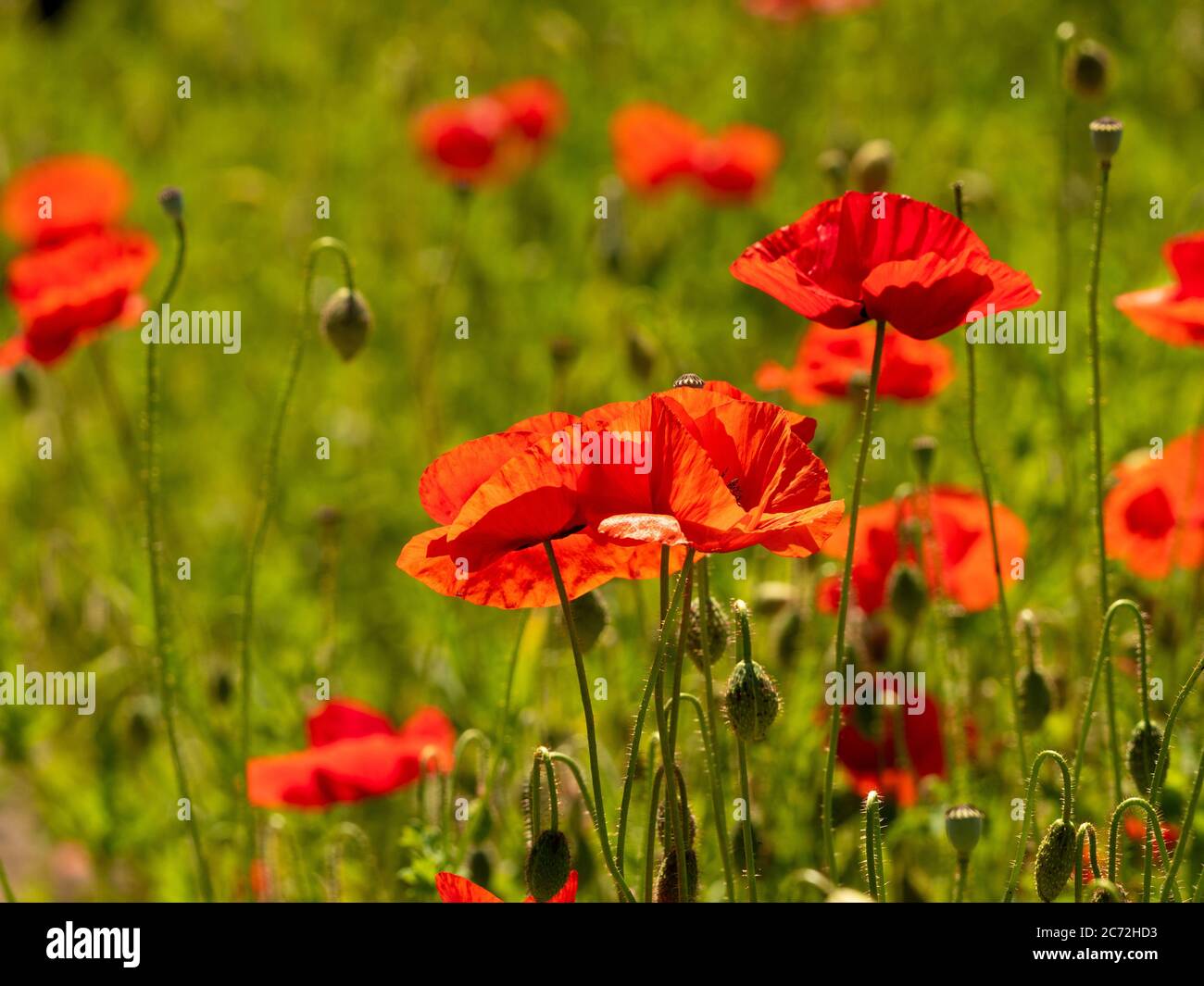 Rot hinterleuchtete Mohnblumen wachsen in einem britischen Feld. Stockfoto