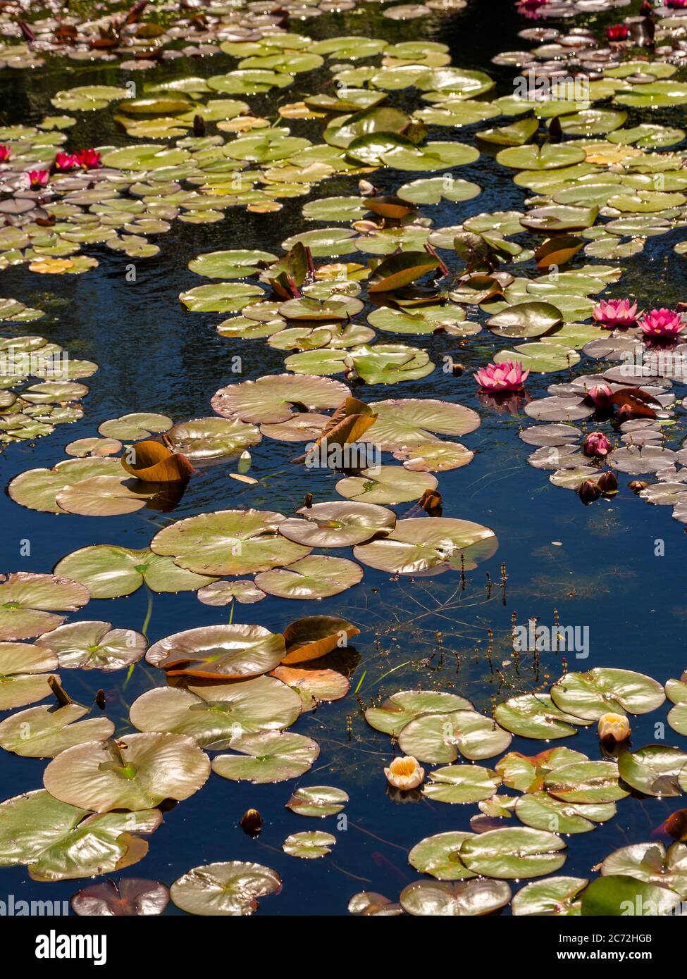 Dunkelrosa Seerosen wachsen in einem Teich. Stockfoto