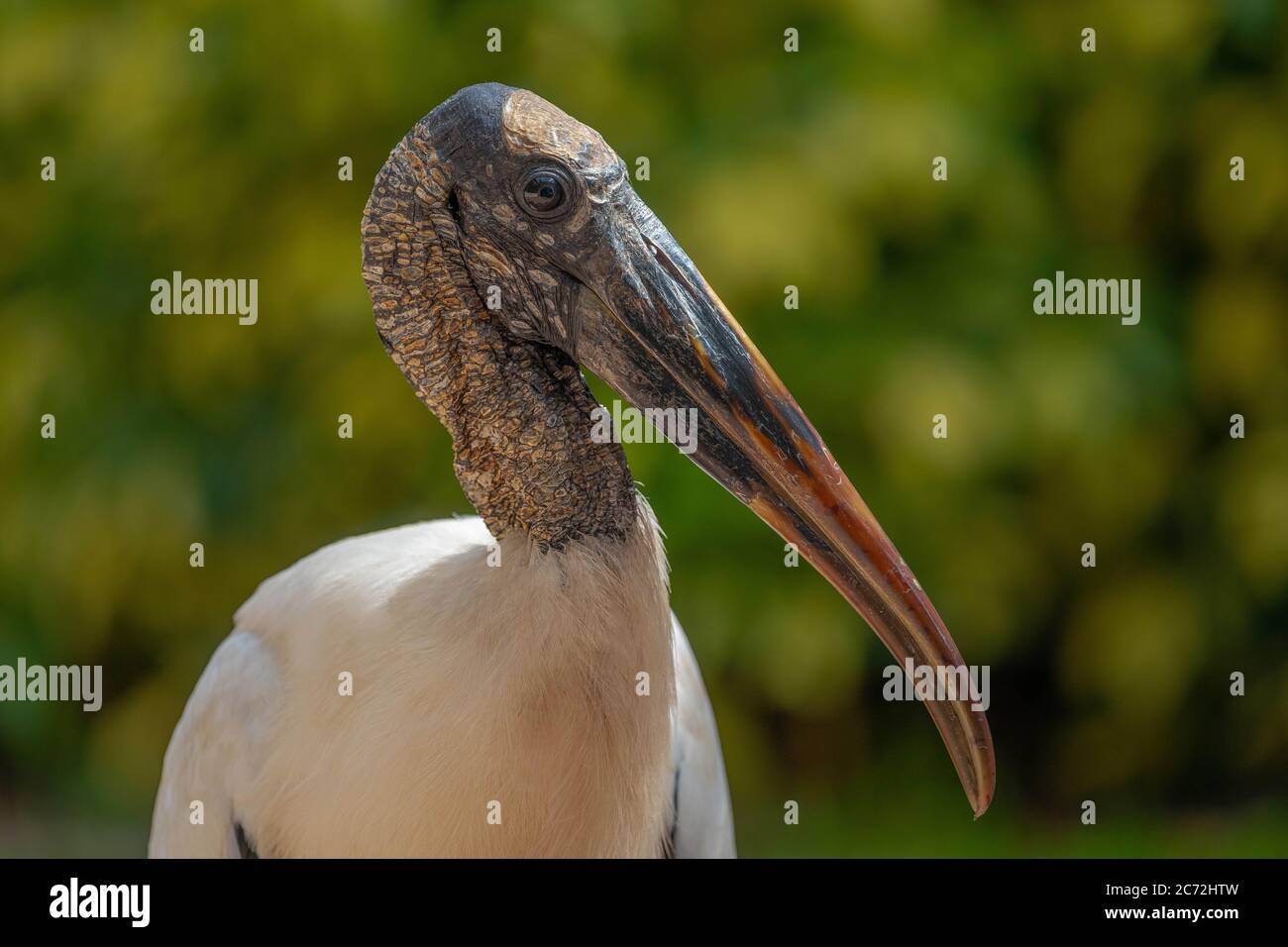 Holzstorch detailreiche Nahaufnahme Stockfoto