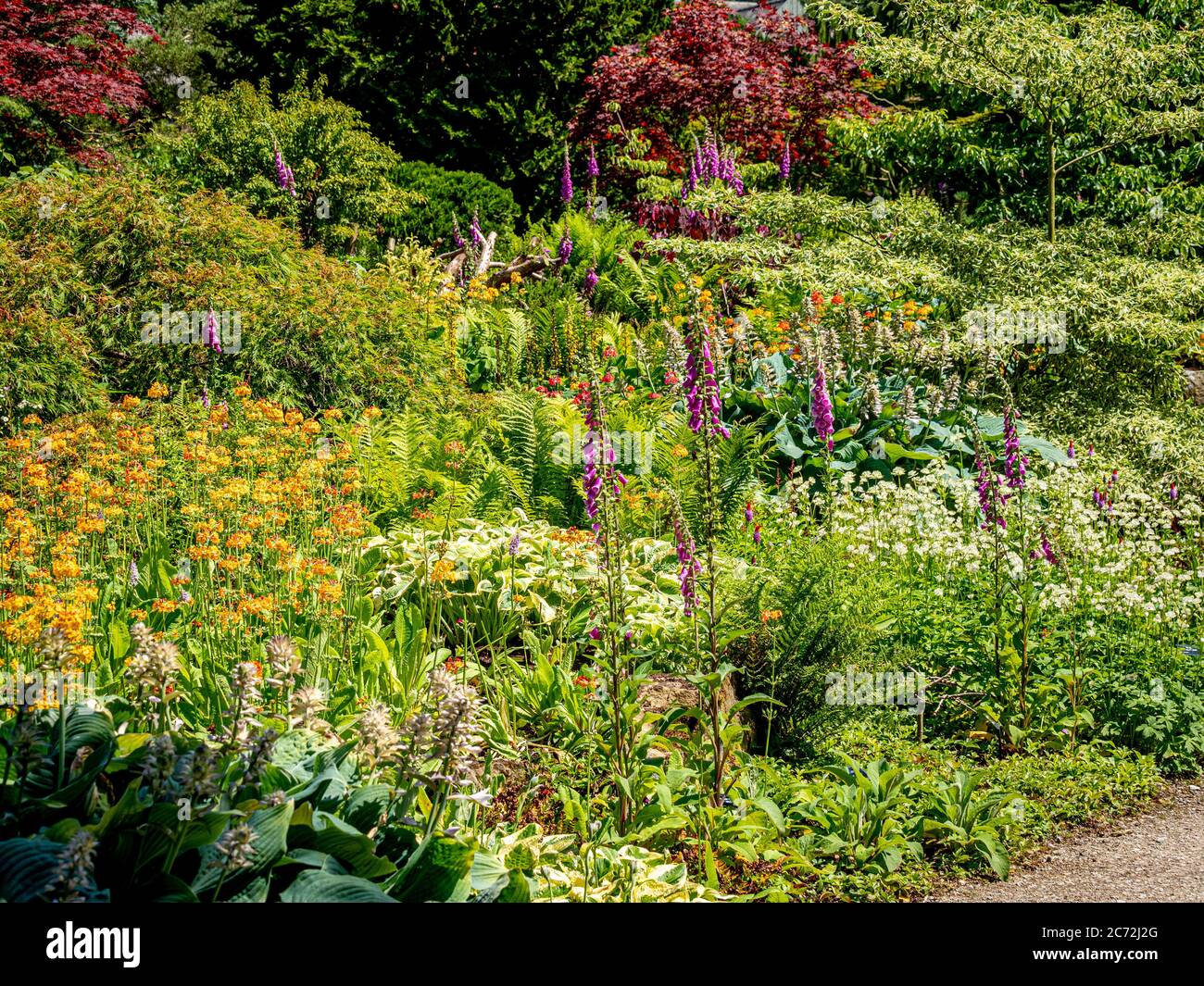Sonnendurchflutete Sommerblumen Grenzen entlang eines Schotterweges. Stockfoto