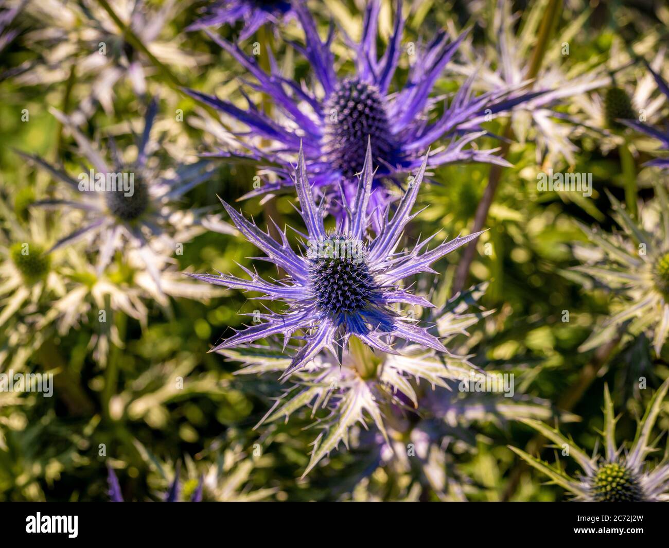 Spiky blaue Blumen von Eryngium wachsen in einem Garten. Stockfoto