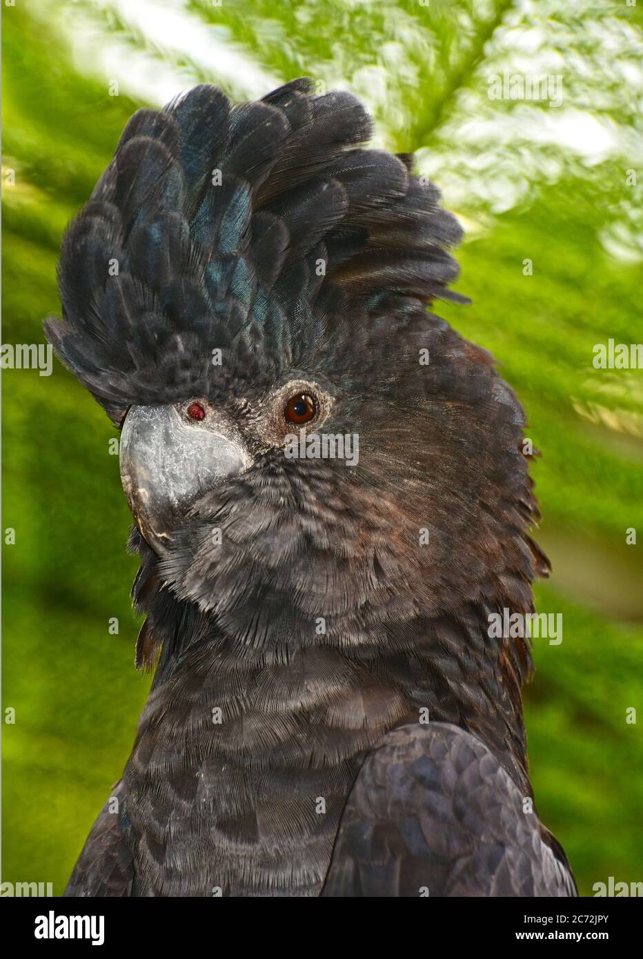 Red Tailed Black Cockatoo (Calyptorhynchus banksii) Porträt Stockfoto