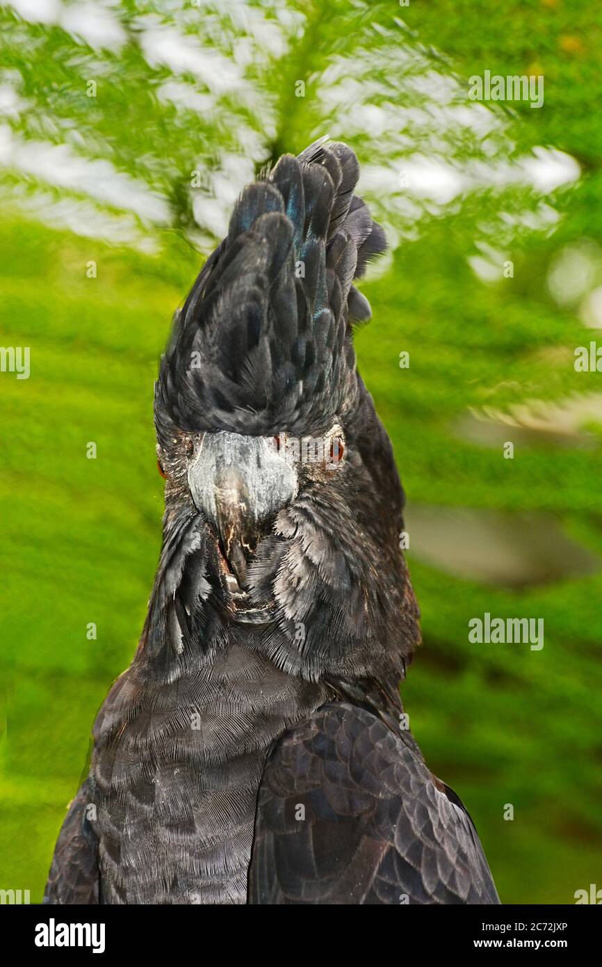 Red Tailed Black Cockatoo (Calyptorhynchus banksii) Porträt Stockfoto