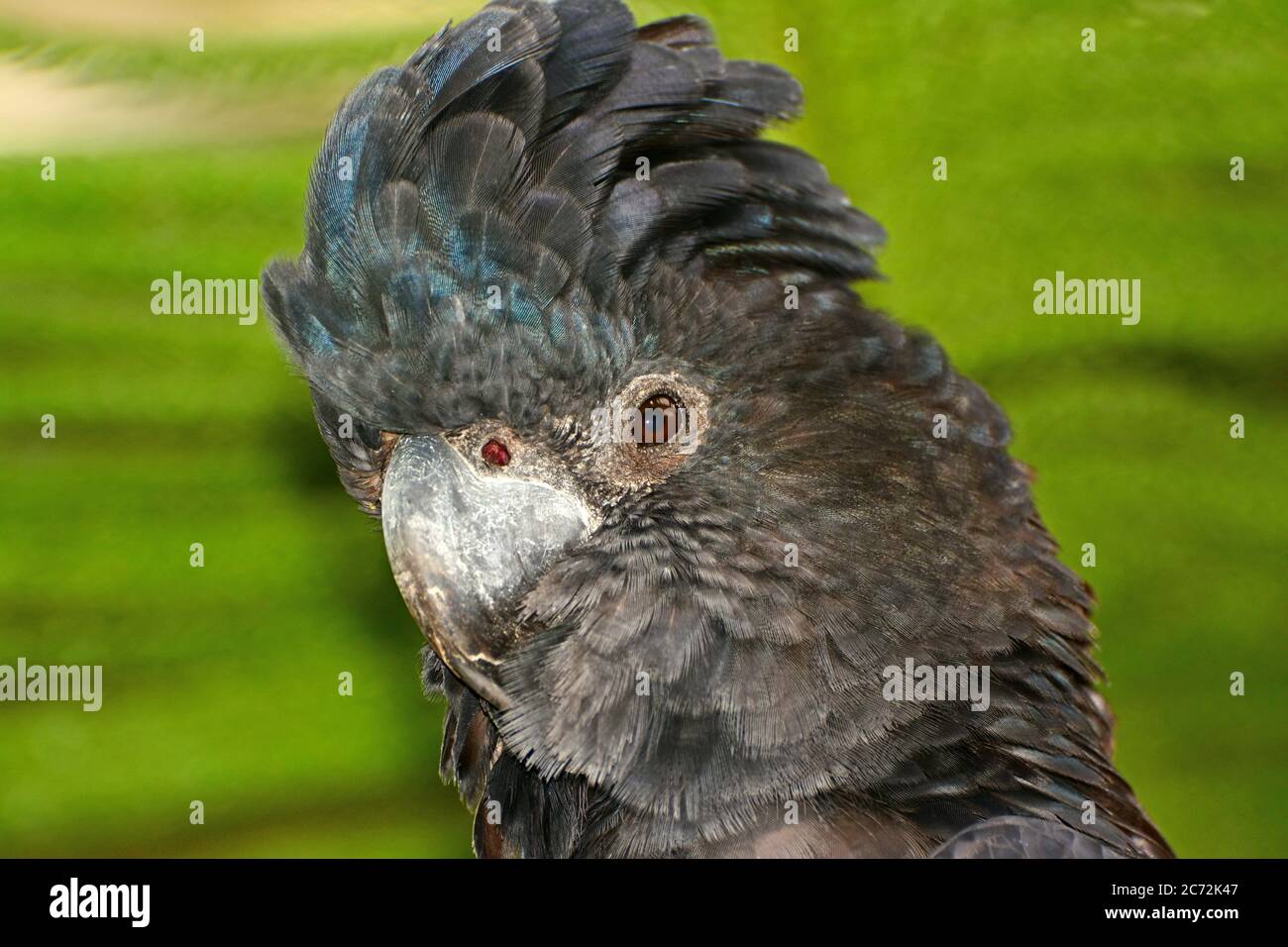 Red Tailed Black Cockatoo (Calyptorhynchus banksii) Porträt Stockfoto