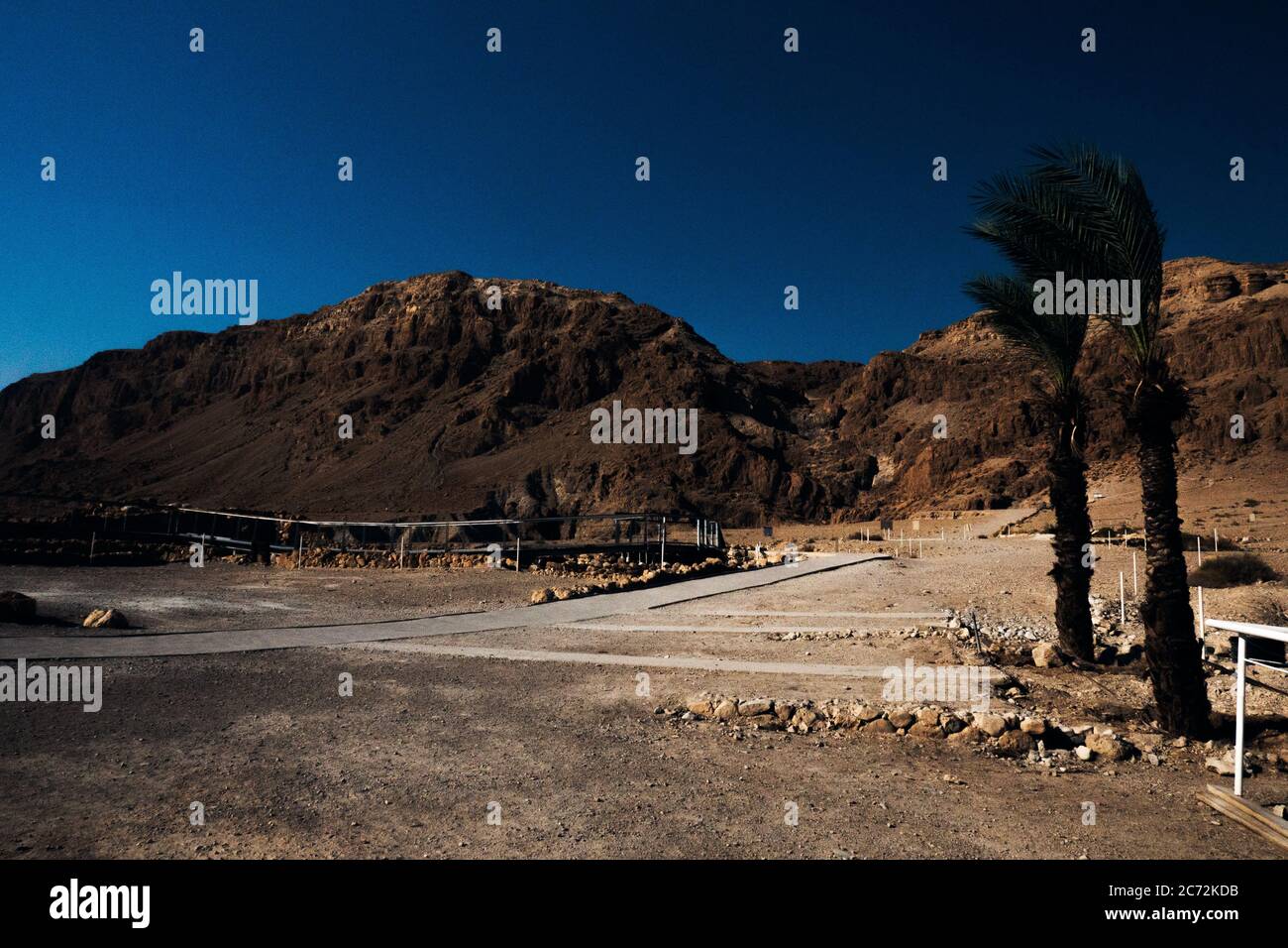 Zwei Palmen, das Tote Meer rollt Israel. Stockfoto