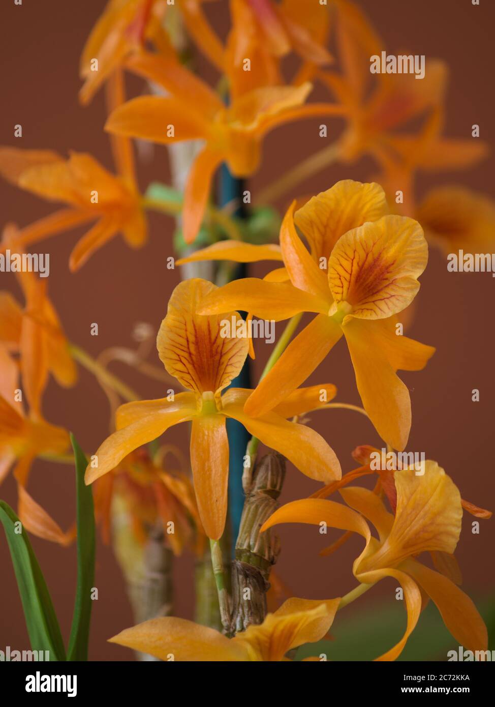 Orchideenzweig mit orangen Blütenblättern mit roten Details. Stockfoto