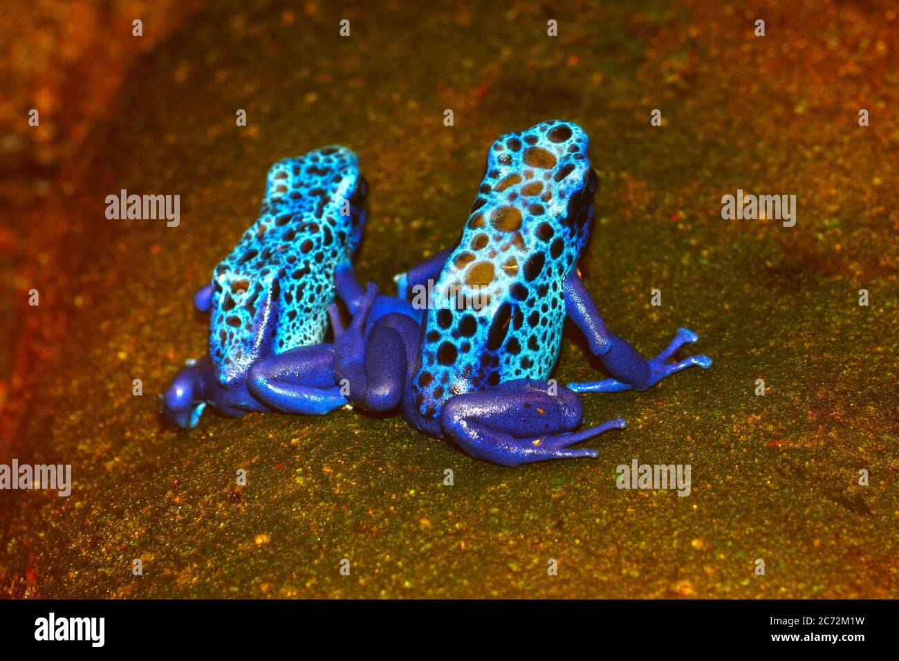 Blauer Pfeilgiftfrosch Stockfoto