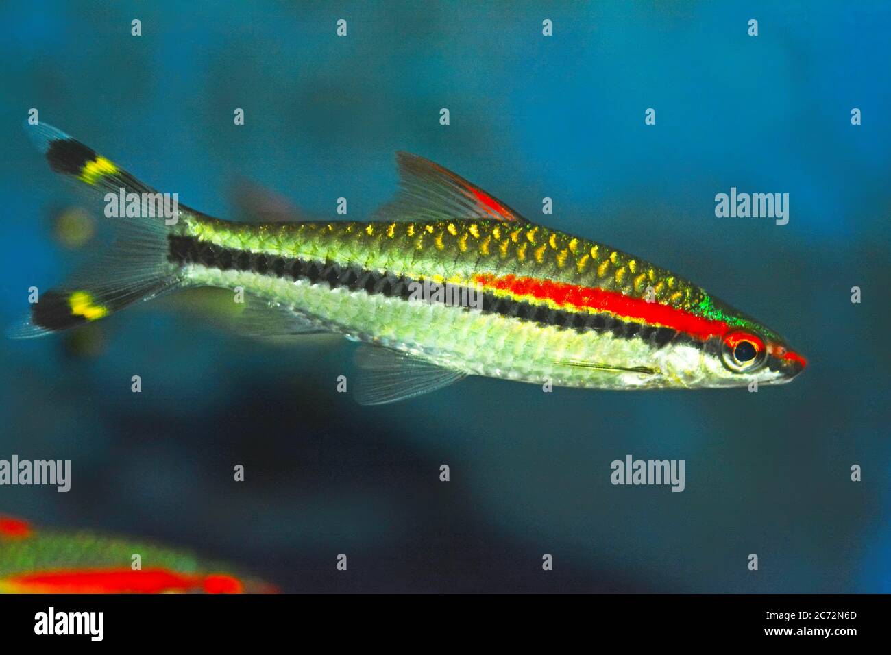 Bunte Fische - Korallenriff Stockfoto