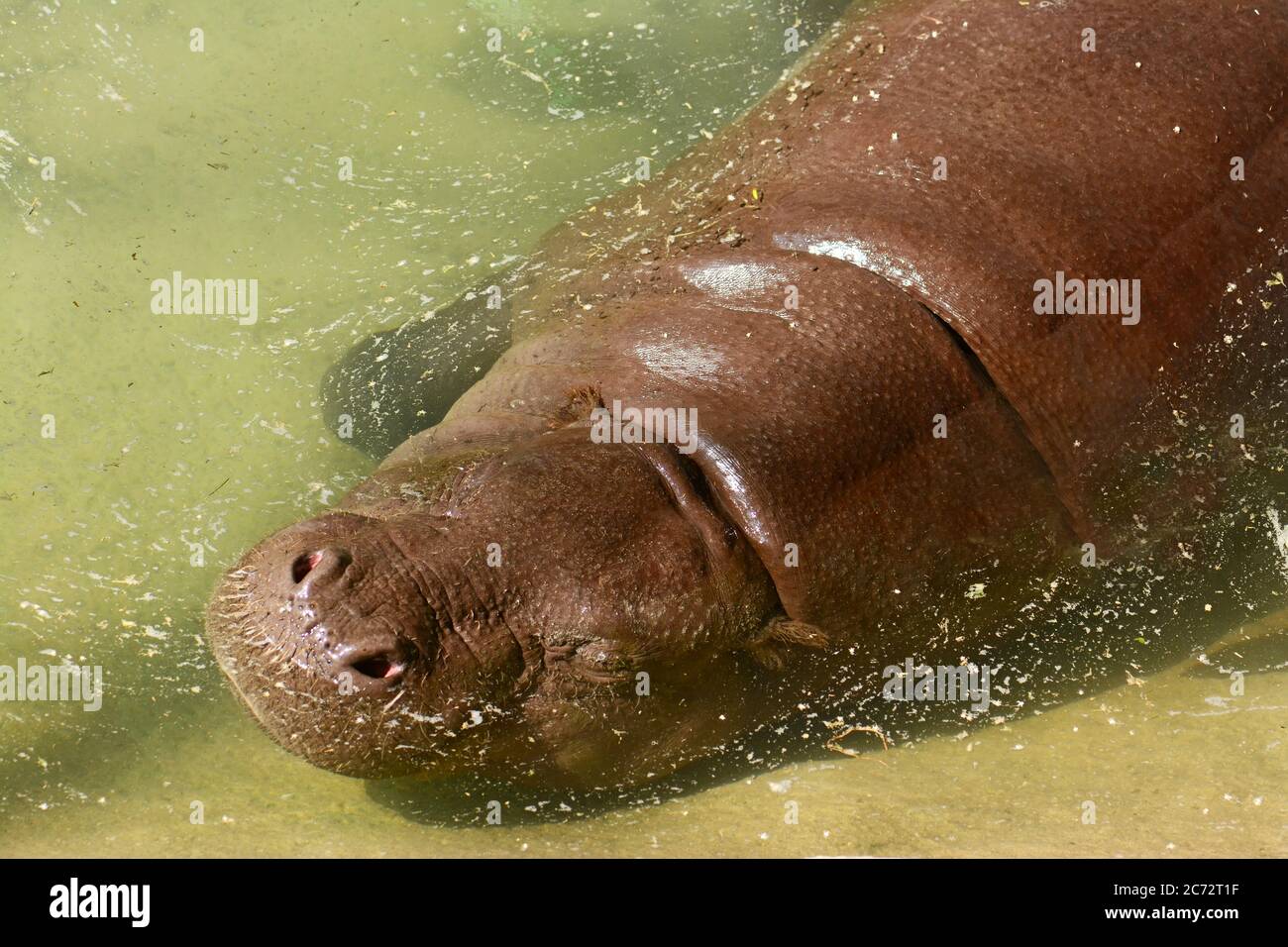 Pygmy Hippopotamus tauchen unter Wasser Stockfoto