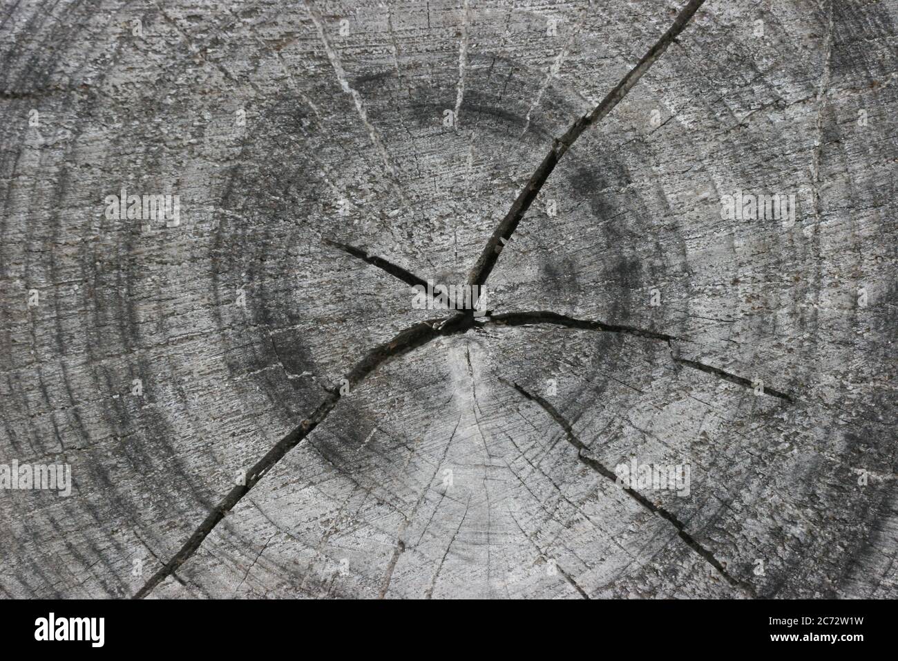 Baumstumpf mit Ringen und Rissen schneiden. Stockfoto