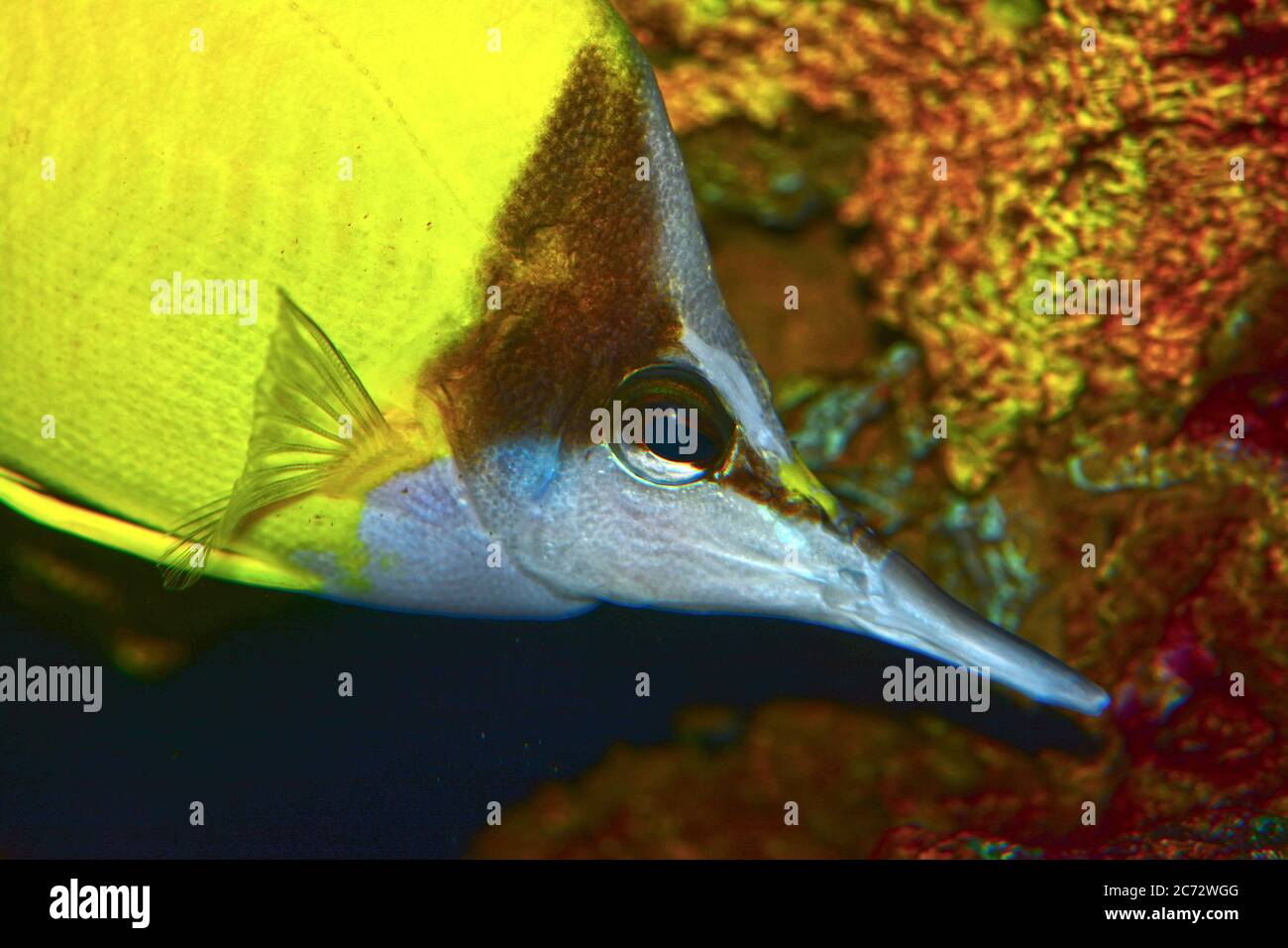 Gelbe Langnasenbärpfling (Forcipiger flavissimus) Stockfoto