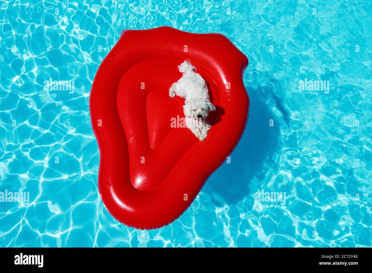 Kleiner Hund schwimmt auf einer Luftmatratze im Pool Stockfoto
