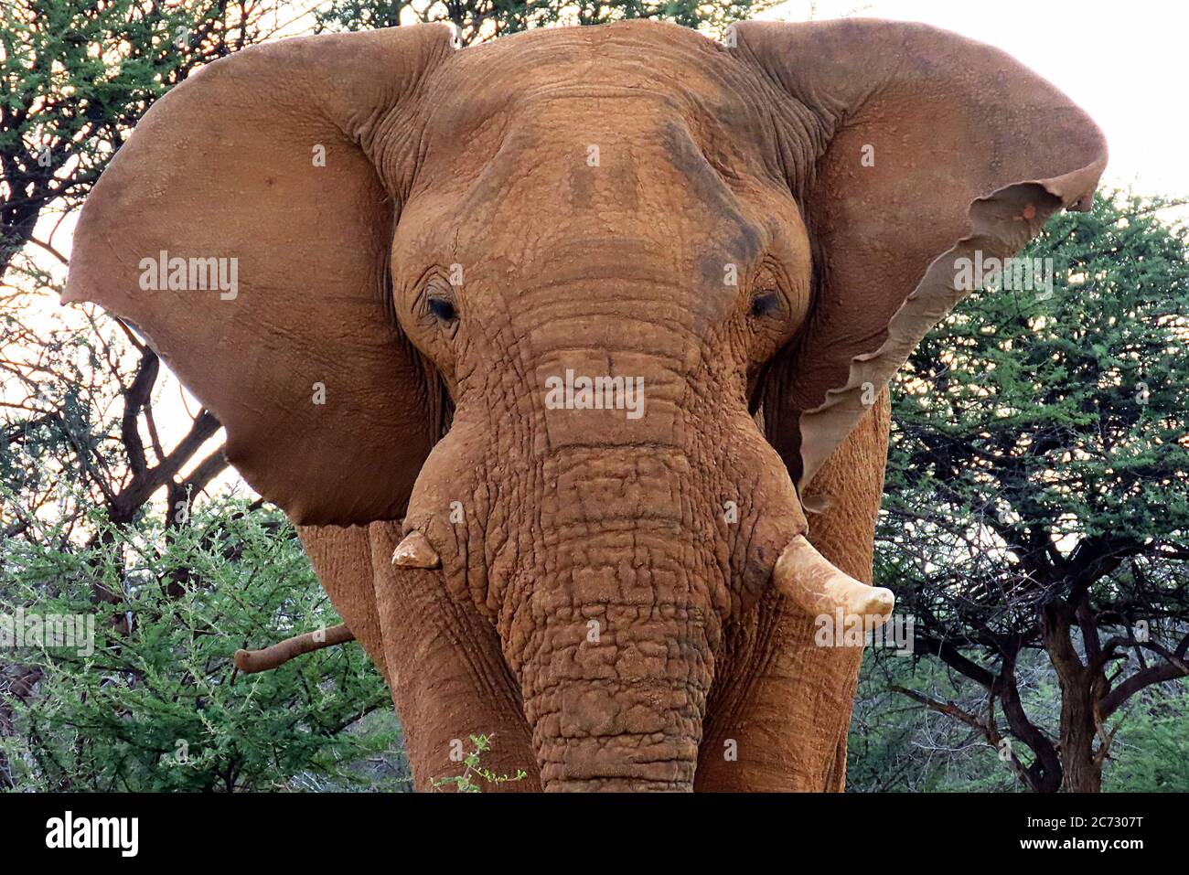 Ein riesiger afrikanischer Buschelefant (Loxodonta africanum) mit Blick auf die Kamera im Erindi Reserve, Omaruru, Namibia. Stockfoto