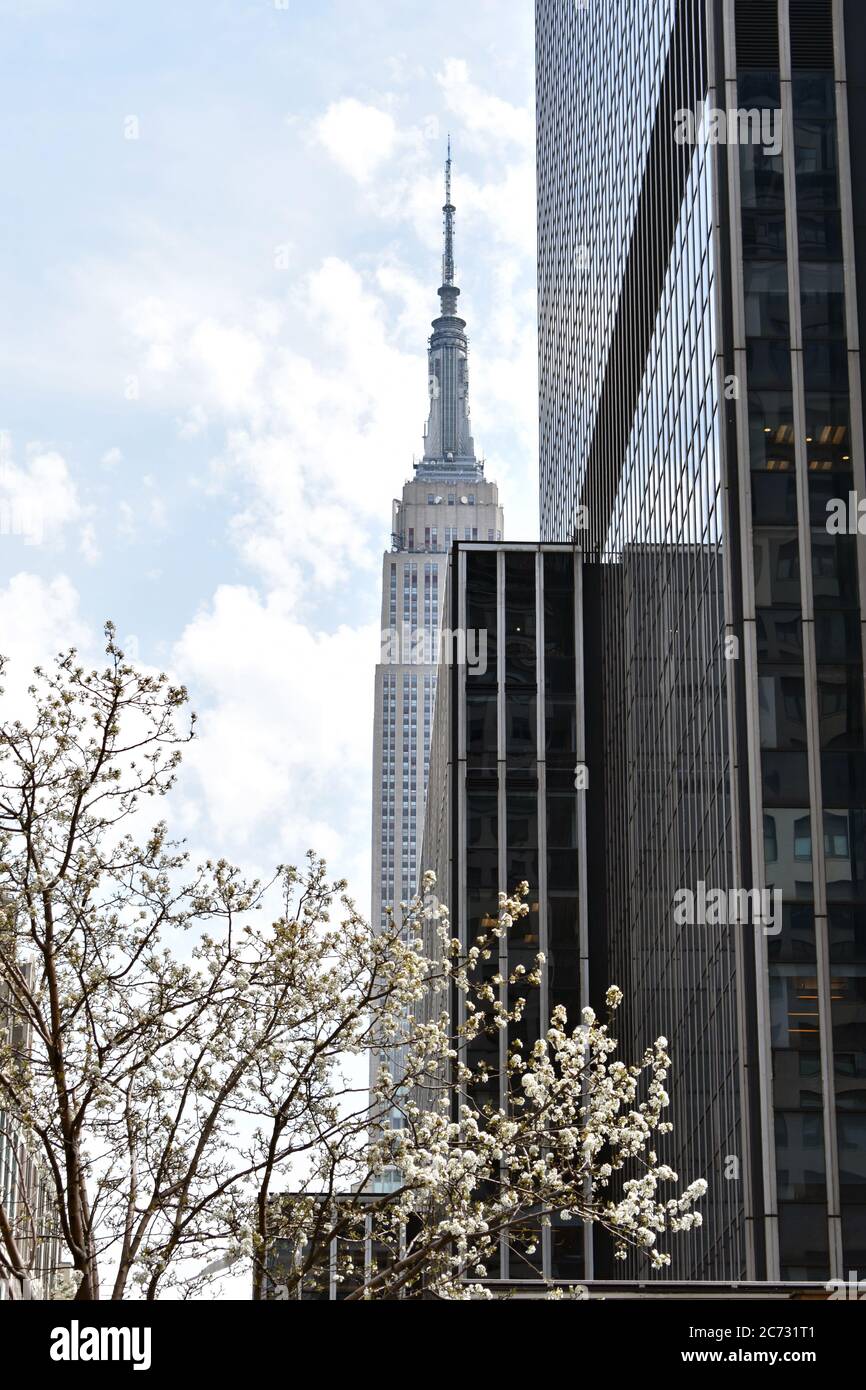 Blick auf das Empire State Building in New York City. Der Wolkenkratzer ist teilweise hinter einem modernen schwarzen Gebäude und einem Baum mit weißer Blüte versteckt. Stockfoto