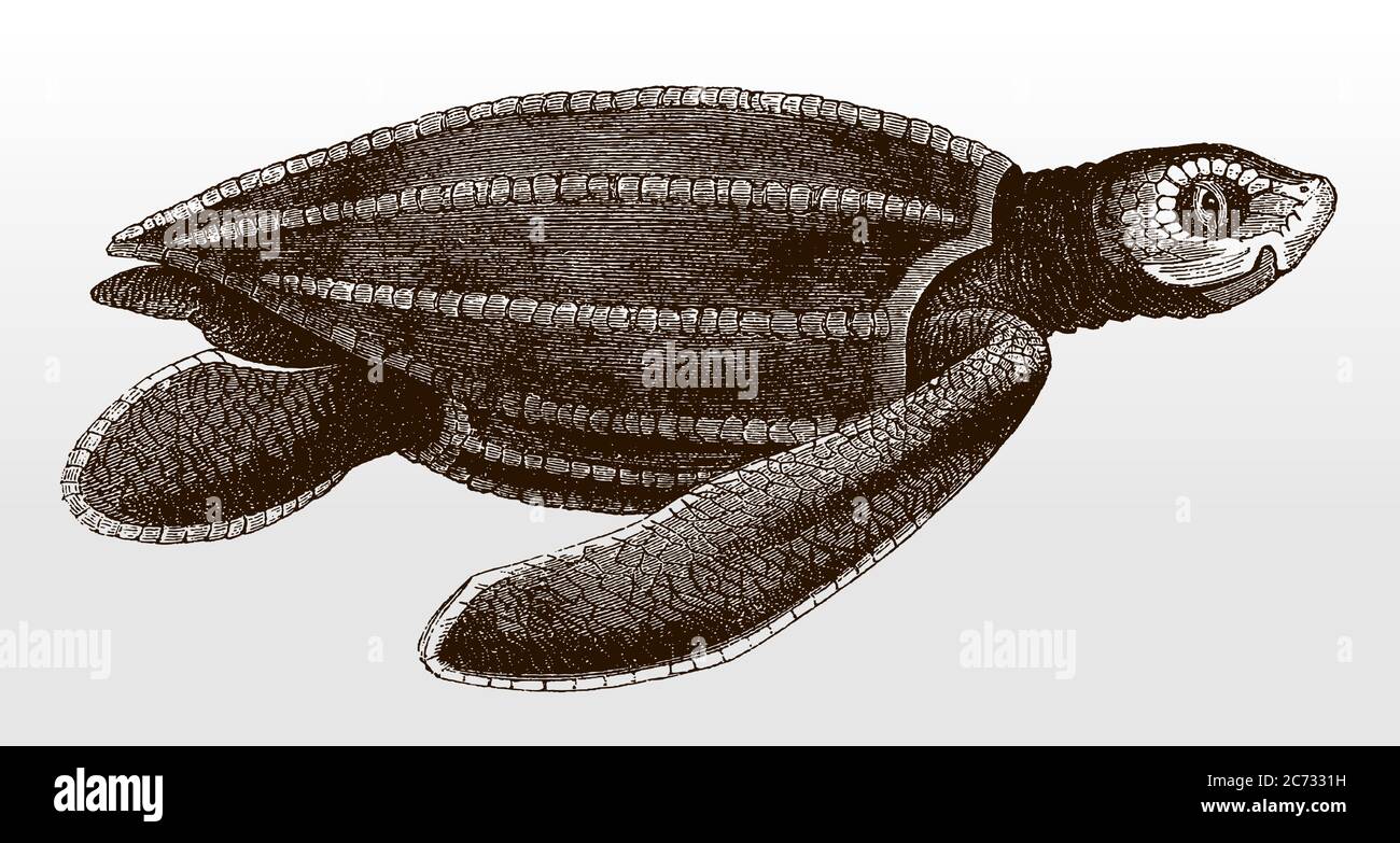 Bedrohte Lederschildkröte, dermochelys coriacea in Seitenansicht nach einer antiken Illustration aus dem 19. Jahrhundert Stock Vektor