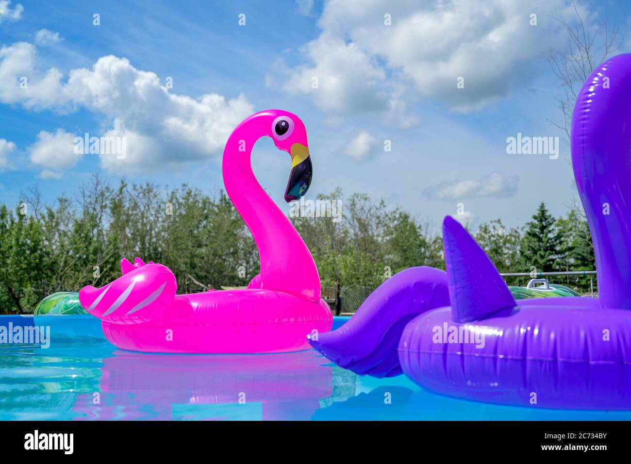 Aufblasbares Flamingo Spielzeug, Schwimmbad Stockfoto