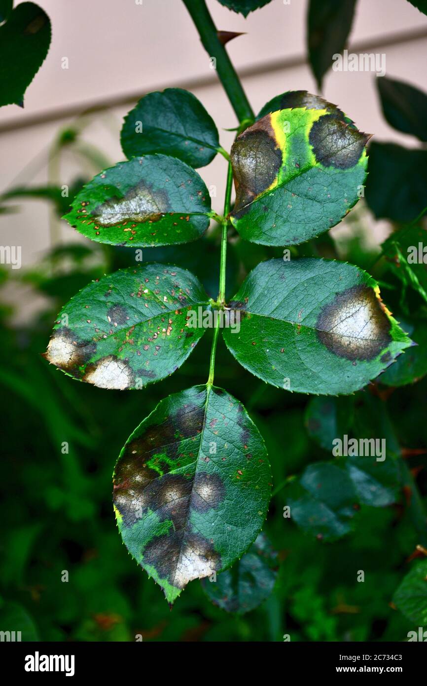 Eine Nahaufnahme eines Rosenblattes, das von einer schwarzen Fleckkrankheit betroffen ist. Dies ist die schwerste Krankheit von Rosen, die durch einen Pilz verursacht wird, Diplocarpon rosae Stockfoto