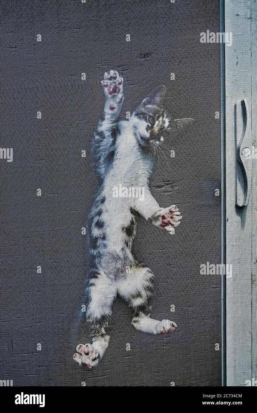 Katze, die senkrecht an der Tür des Bildschirms hängt Stockfoto