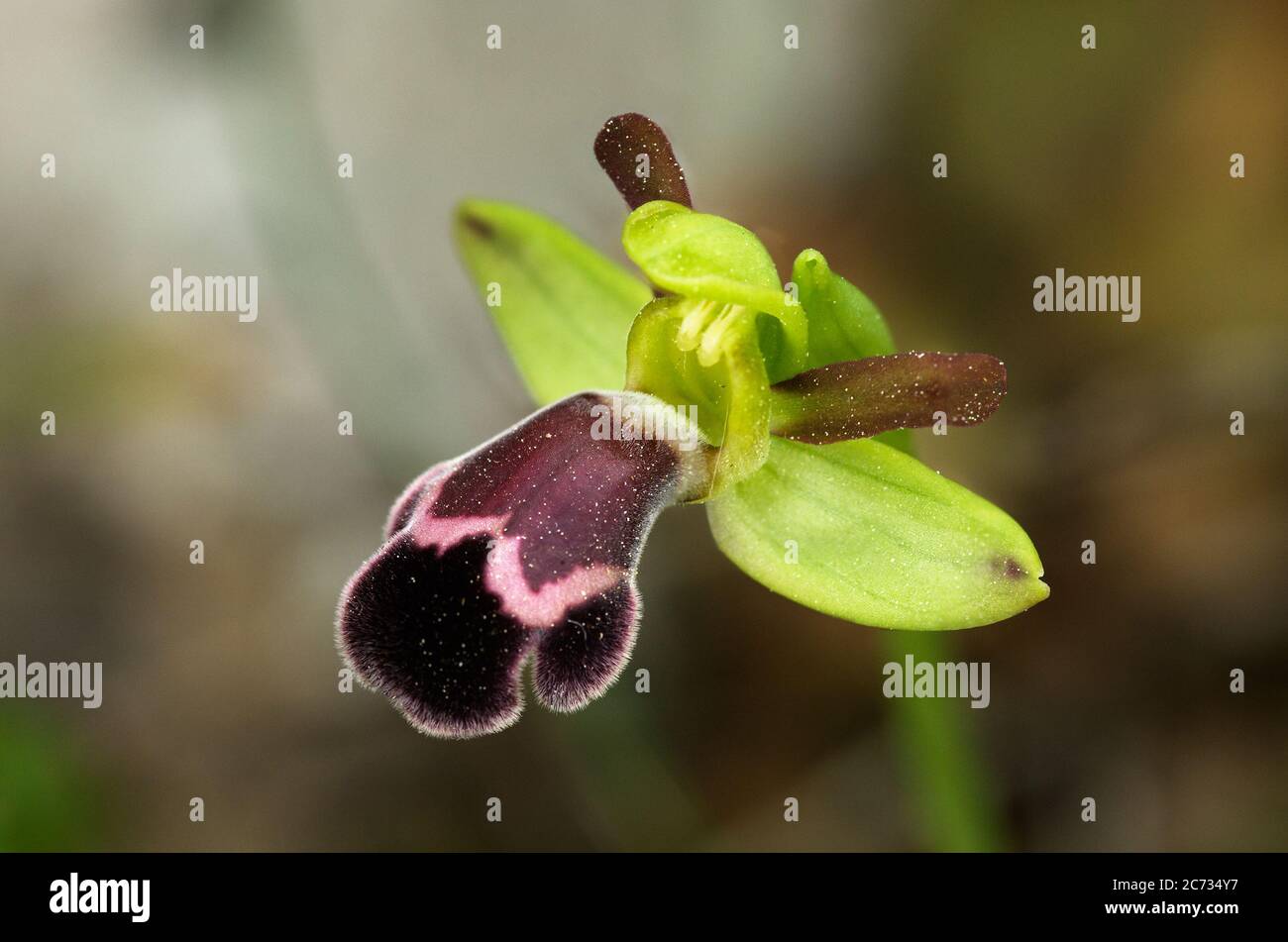 Omega ophrys Fotos und Bildmaterial in hoher Auflösung Alamy