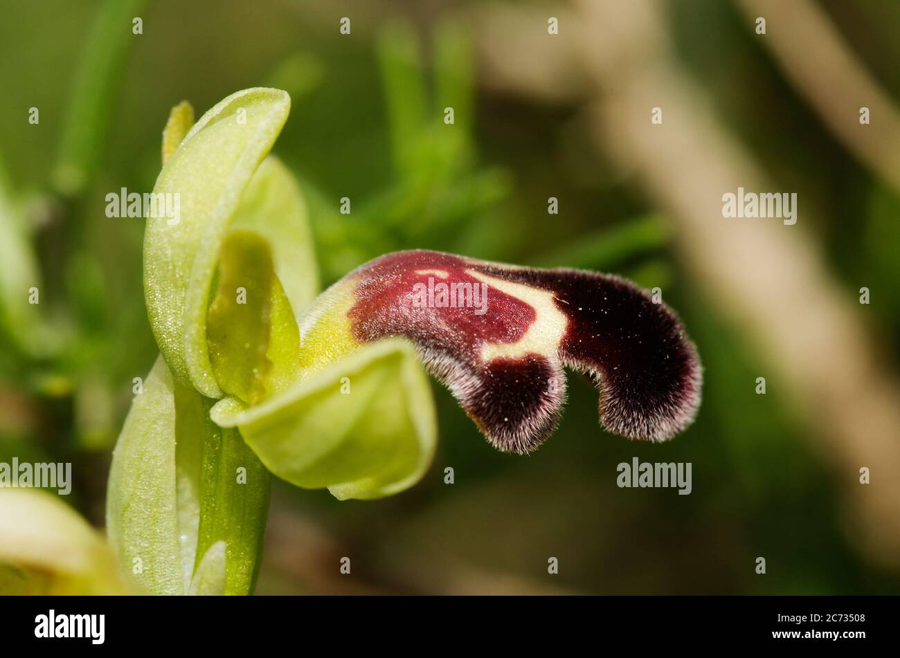 Profilansicht einer roten Makula-Version der Wildorchidee Omega Ophrys Blume (Ophrys dyris aka Ophrys omegaifera subsp. Dyris) über einem natürlichen Rückenwurm Stockfoto