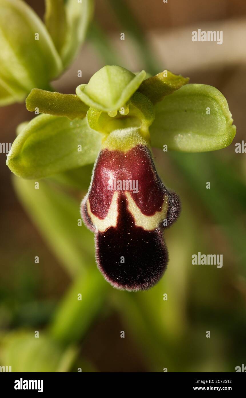 Übersicht einer roten Makula-Version der Wildorchidee Omega Ophrys Blume (Ophrys dyris aka Ophrys omegaifera subsp. Dyris) über einem natürlichen Hintergrund. A Stockfoto