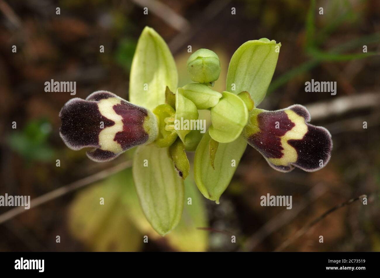 Omega ophrys Fotos und Bildmaterial in hoher Auflösung Alamy
