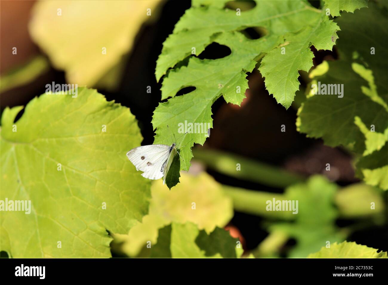 Kohl weißer Schmetterling auf einem Zucchini-Blatt-pieris brassicae Stockfoto