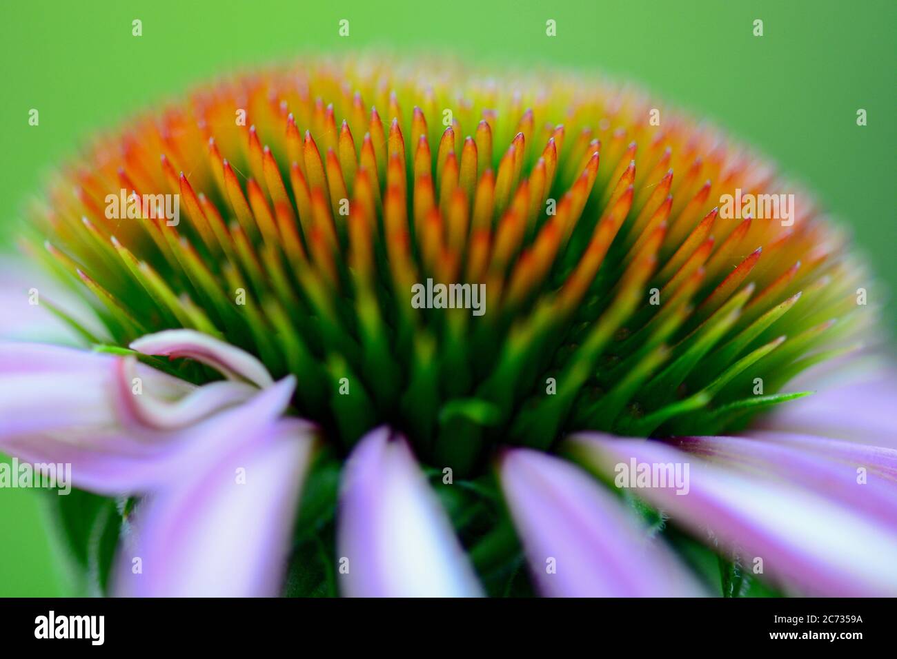 Nahaufnahme der Echinacea-Blume (Koneblume, Familie der Gänseblümchen). Der gemeinsame Name "Kegelblume" kommt aus dem charakteristischen Zentrum "Kegel" in der Mitte Stockfoto