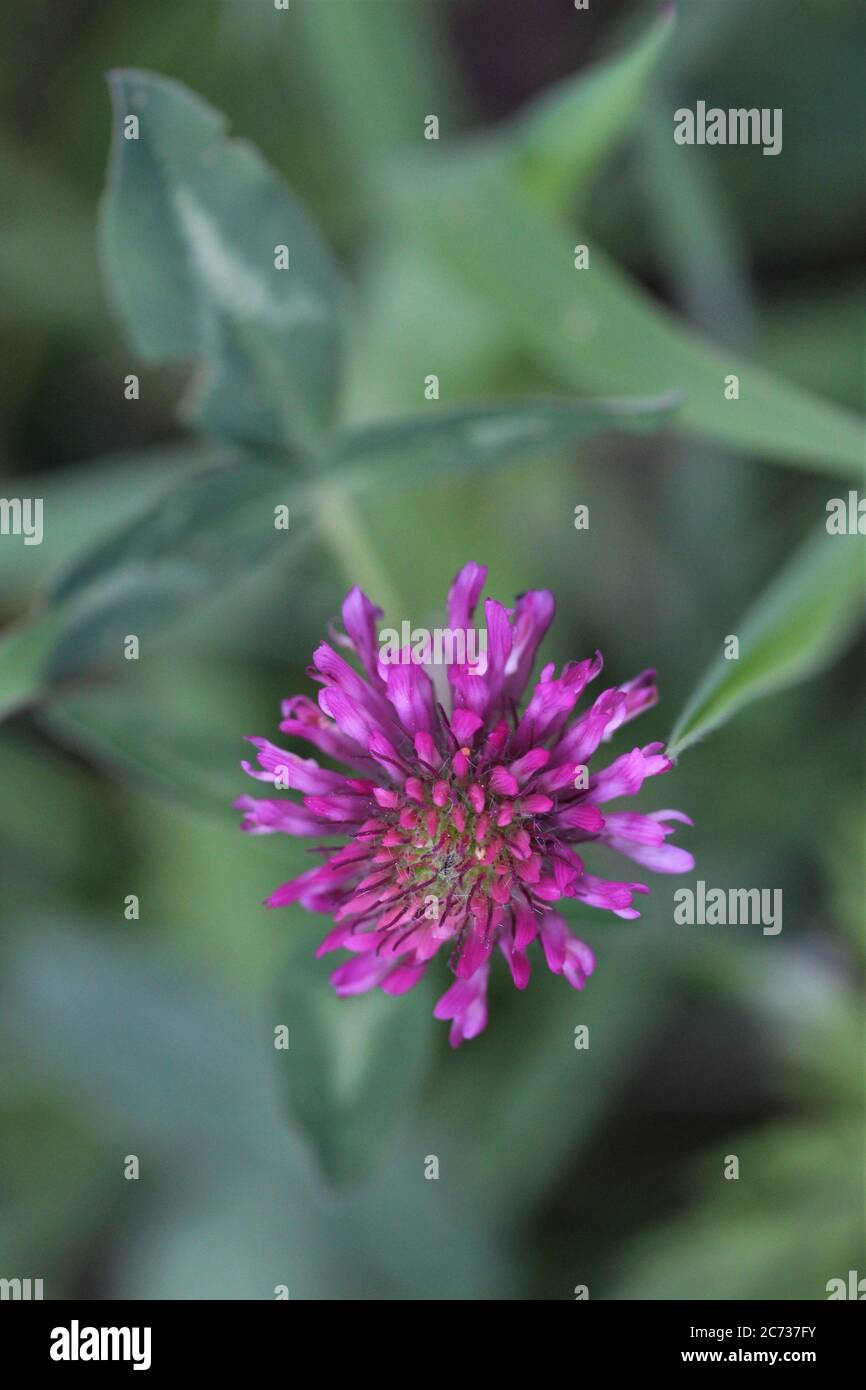 Trifolium pratense oder Wiesenklee aus nächster Nähe Stockfoto