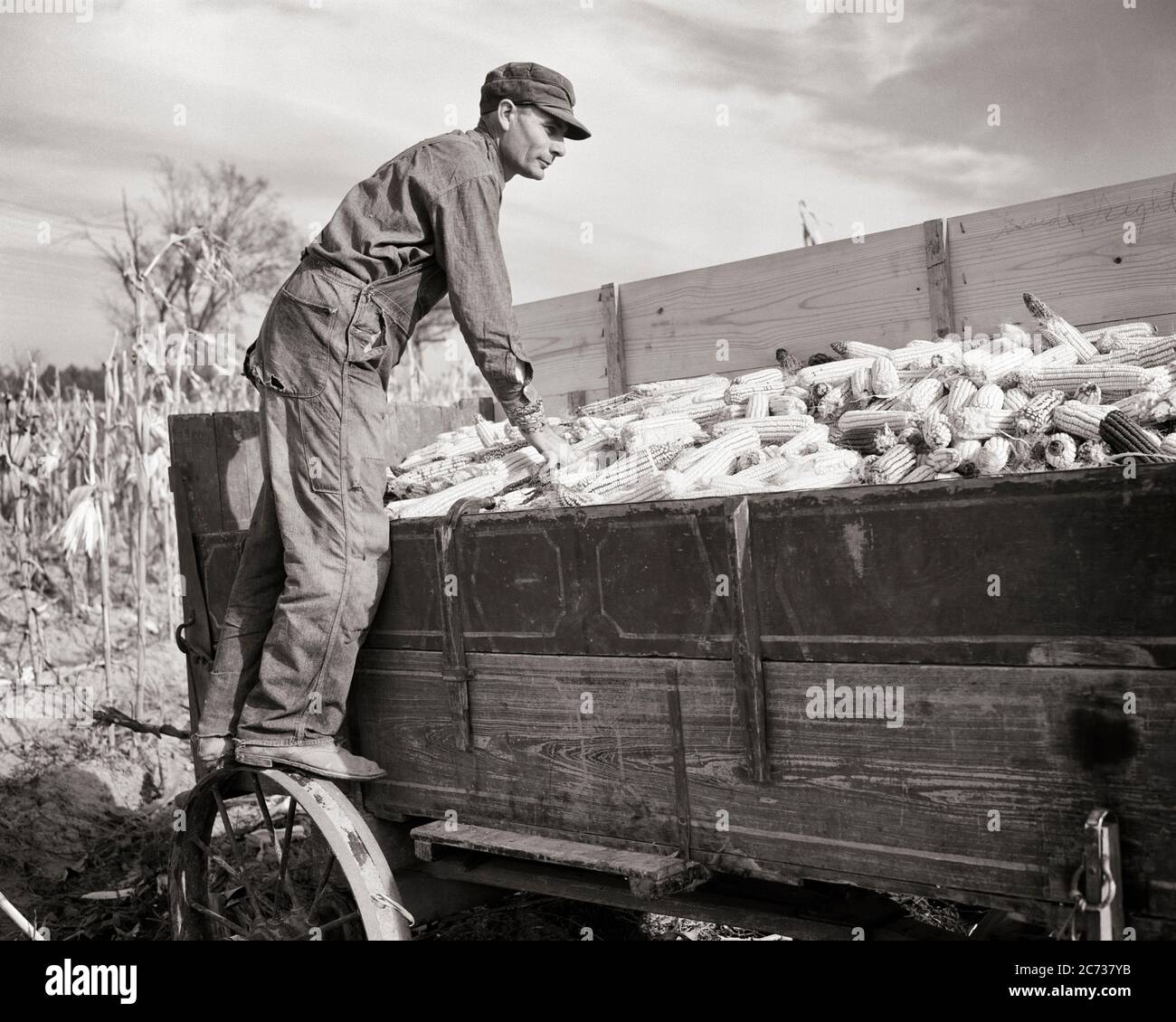 1930ER JAHRE MANN UNABHÄNGIGE KLEINE FAMILIE LANDWIRT AUF WAGGONRAD STEHEND INSPEKTION HAND GEPFLÜCKT GESCHRUCKT MAIS ERNTE ILLINOIS USA - C1178 HAR001 HARS JOBS RURAL VEREINIGTE STAATEN KOPIEREN RAUM FULL-LENGTH PERSONEN VEREINIGTE STAATEN VON AMERIKA LANDWIRTSCHAFT MÄNNER RISIKO BERUF TRANSPORT MITTLEREN ALTERS LANDWIRTSCHAFT B & W NORDAMERIKA MITTLEREN ALTERS MANN FREIHEIT NORDAMERIKA SKILL TRÄUME BERUF FÄHIGKEITEN STÄRKE MUT UND KARRIERE BAUERN NIEDRIGEN WINKEL UNABHÄNGIGEN STOLZ AUF BERUFE AUSGEWÄHLT KONZEPTIONELLE INSPEKTION SHUCKING ILLINOIS MID-ADULT MID-ADULT MANN SCHWARZ UND WEISS KAUKASISCHEN ETHNIZITÄT HAR001 IL ALTMODISCH Stockfoto